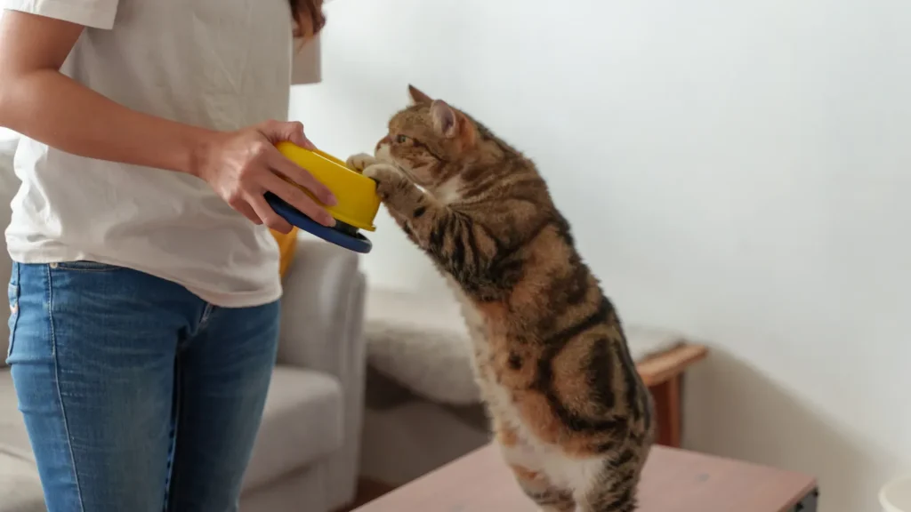 Comida para mascotas gato