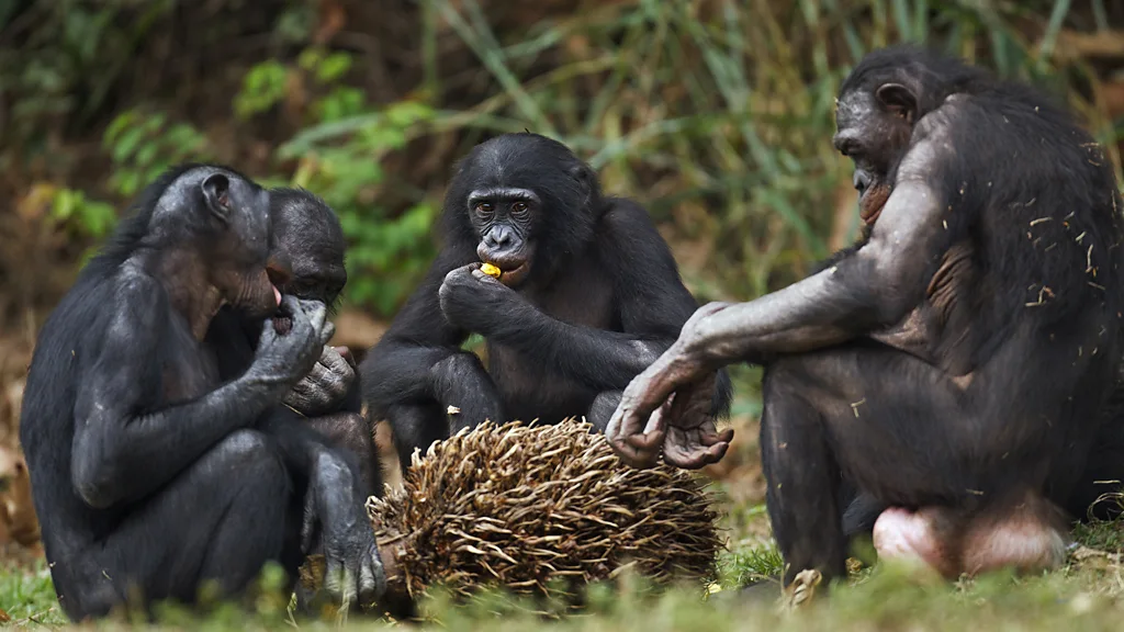 comer-juntos-chimpancés